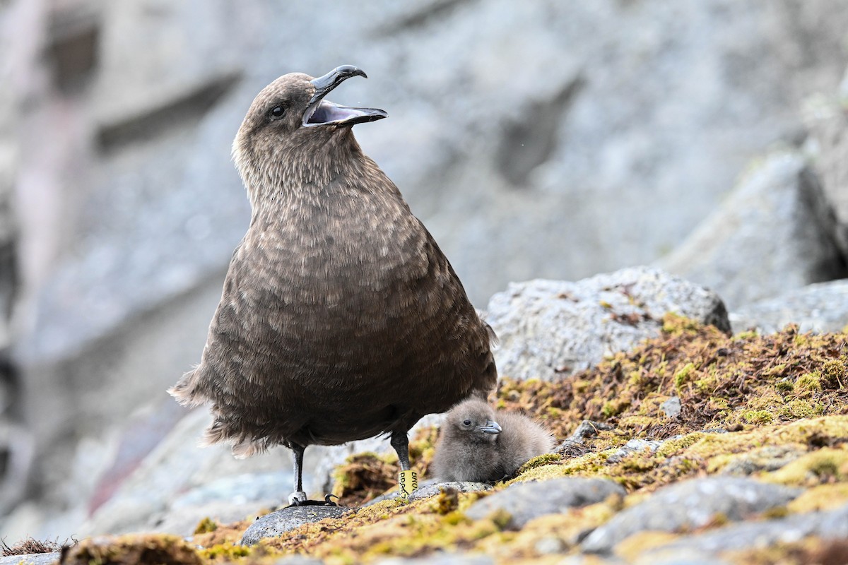 South Polar Skua - ML646311524