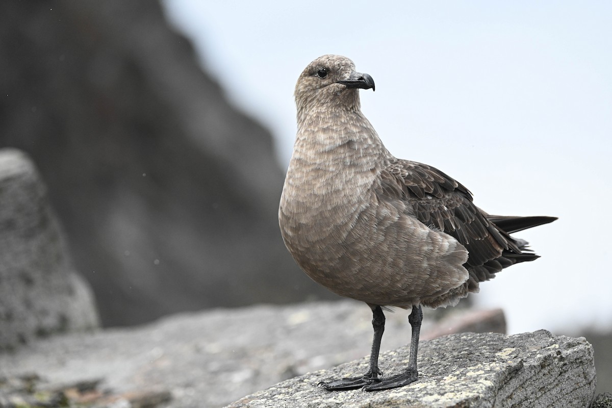 South Polar Skua - ML646311525