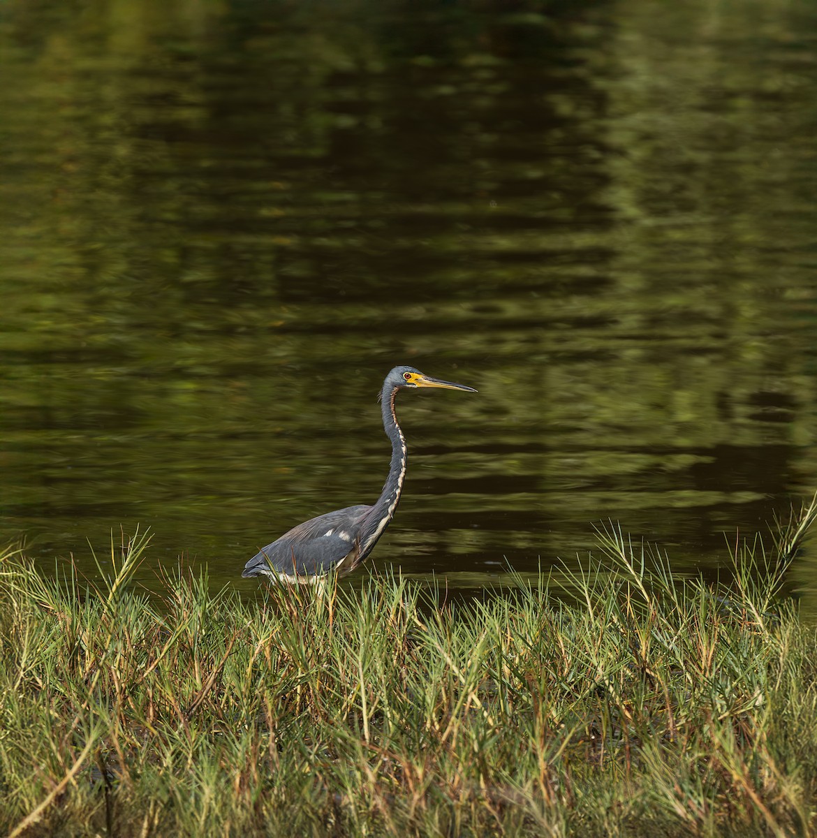 Tricolored Heron - ML646311526