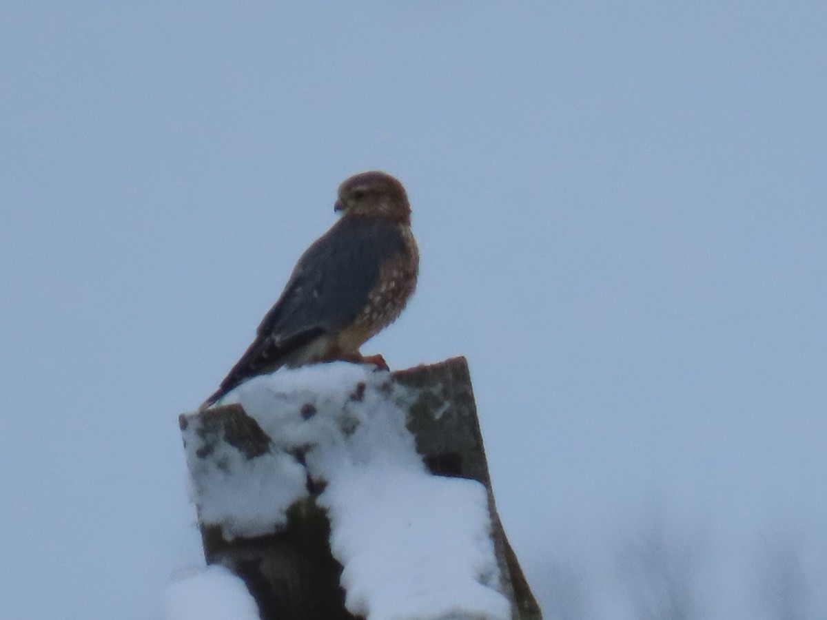 Merlin - ML646311527