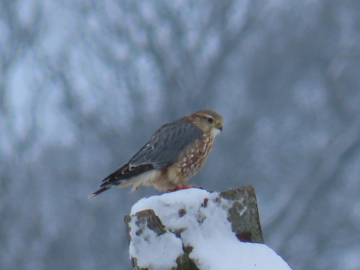 Merlin - ML646311528