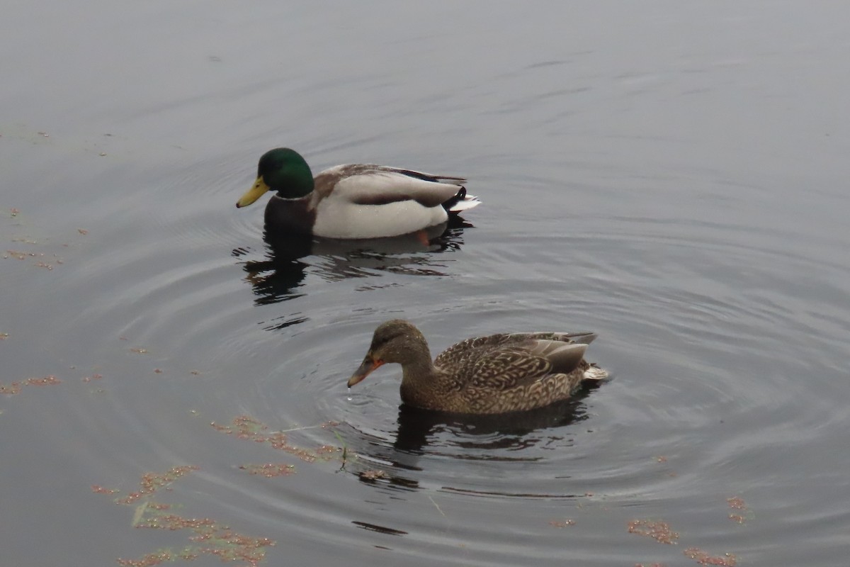 Mallard - ML646311529