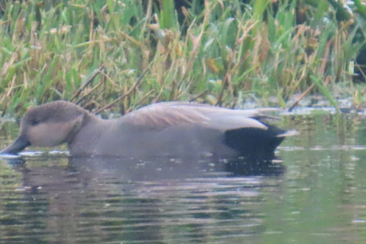 Ipar-ahatea - ML646311533