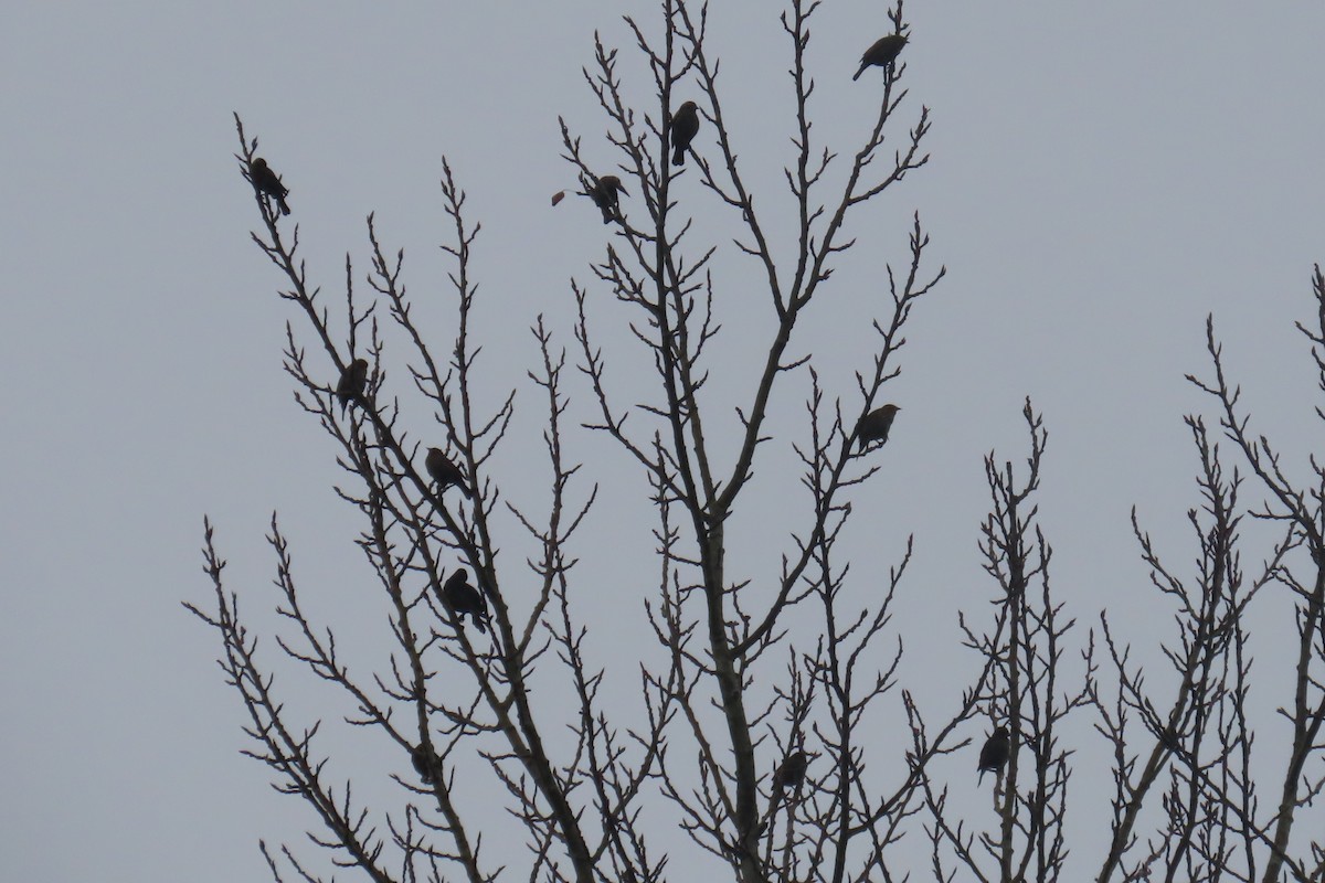 Red-winged Blackbird - ML646311535