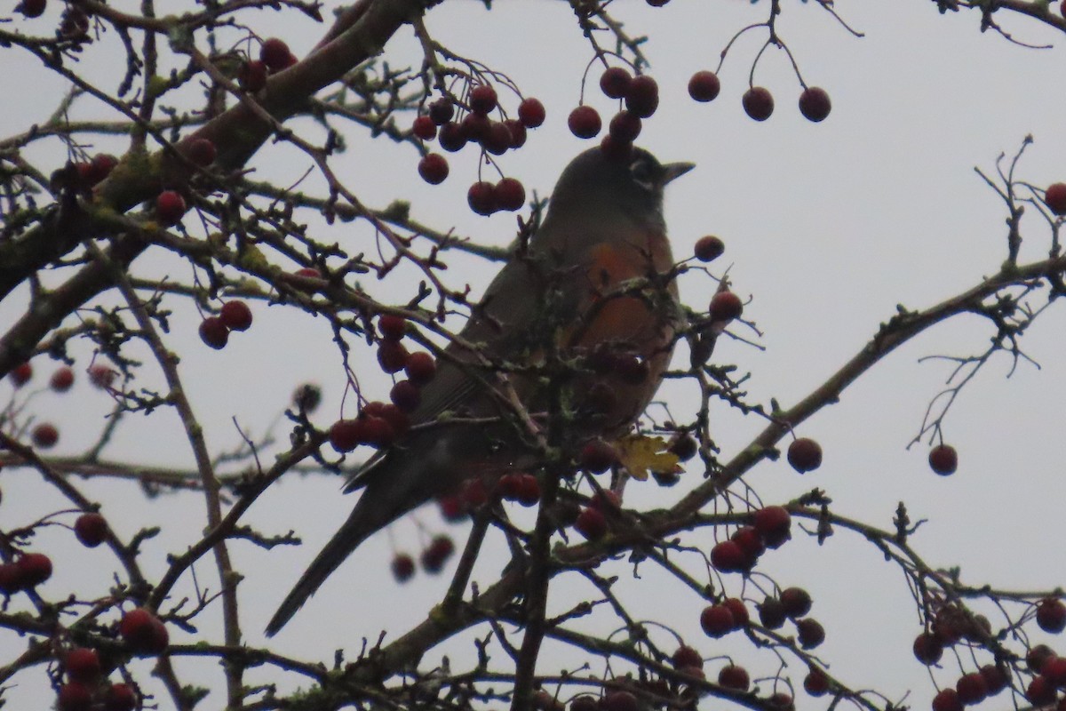 American Robin - ML646311539
