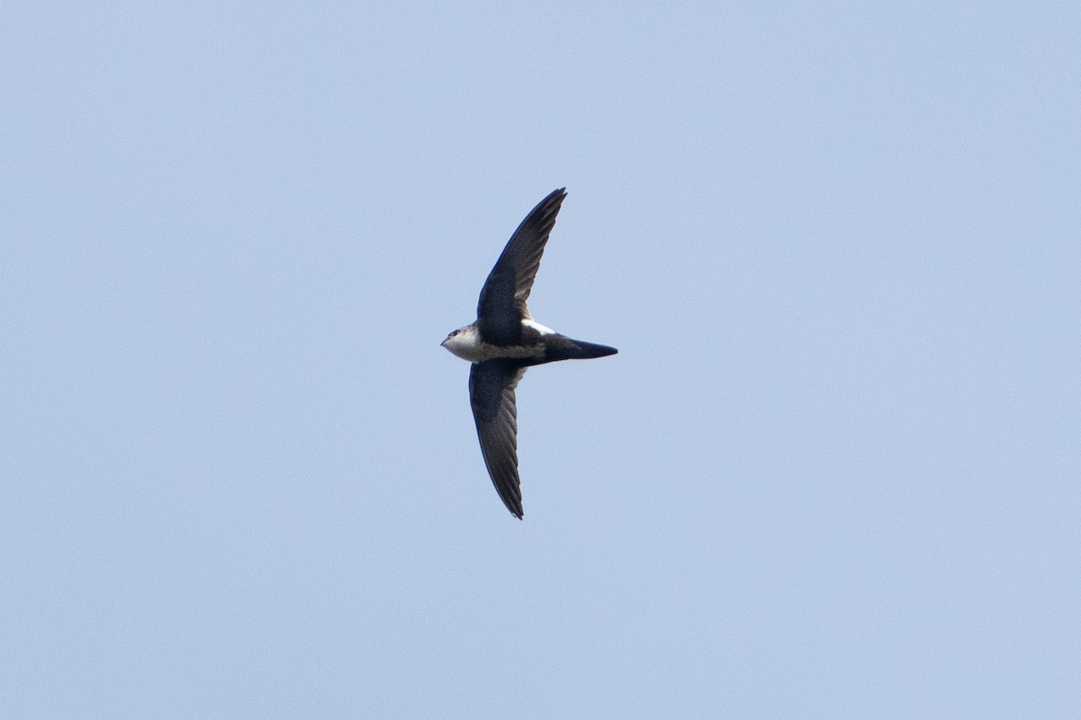 White-throated Swift - ML646311541
