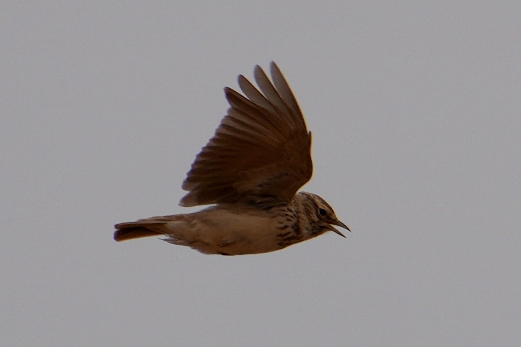 Thekla's Lark - ML646311547