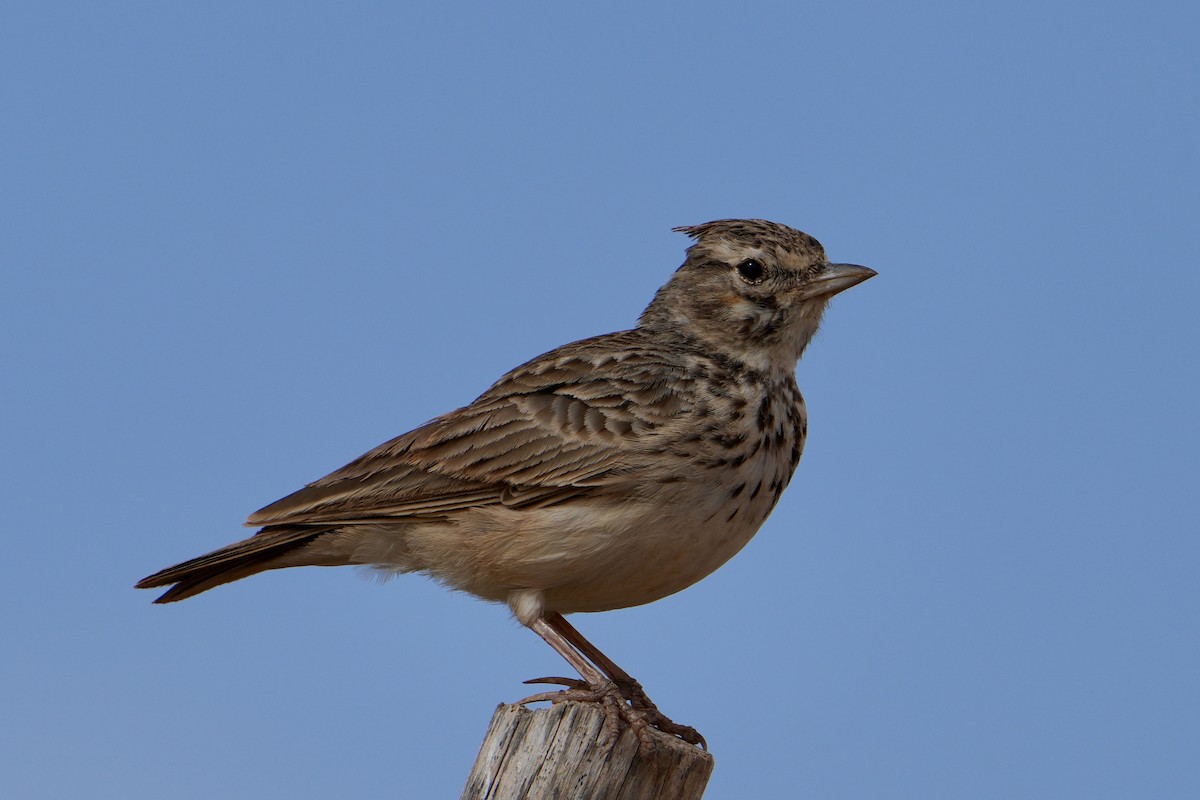 Thekla's Lark - ML646311548