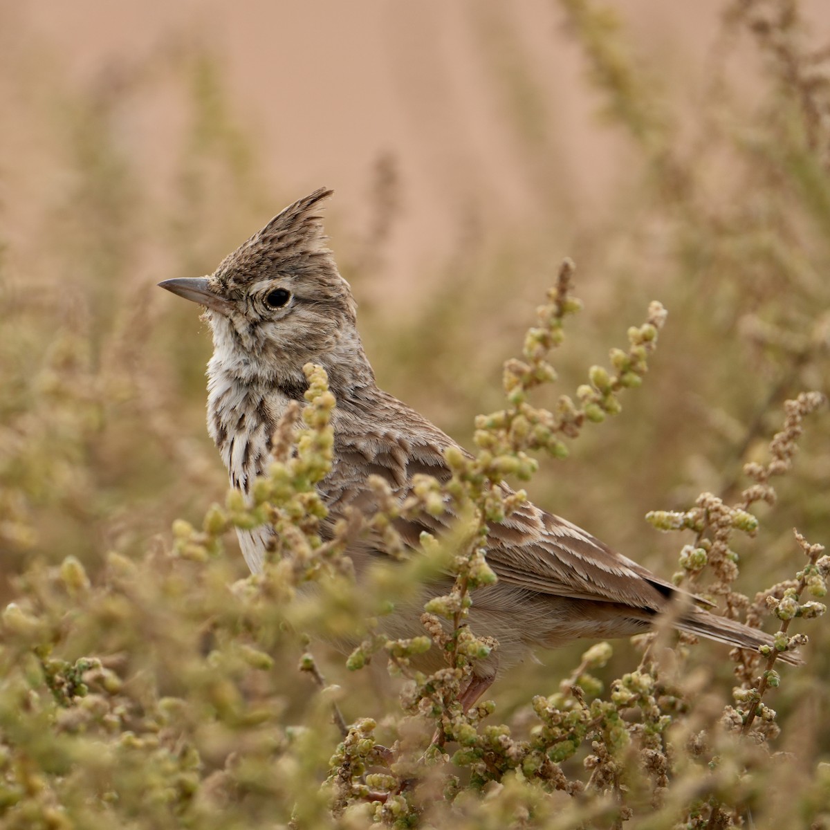 Thekla's Lark - ML646311549