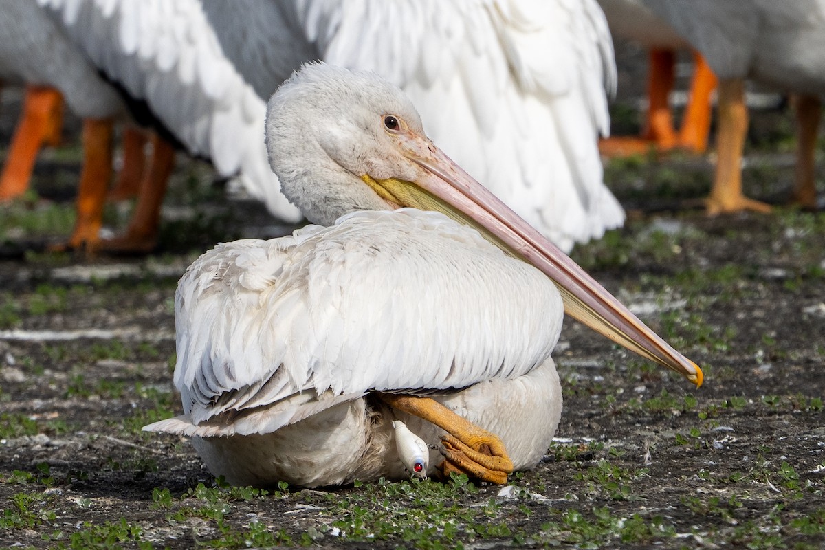 American White Pelican - ML646311551
