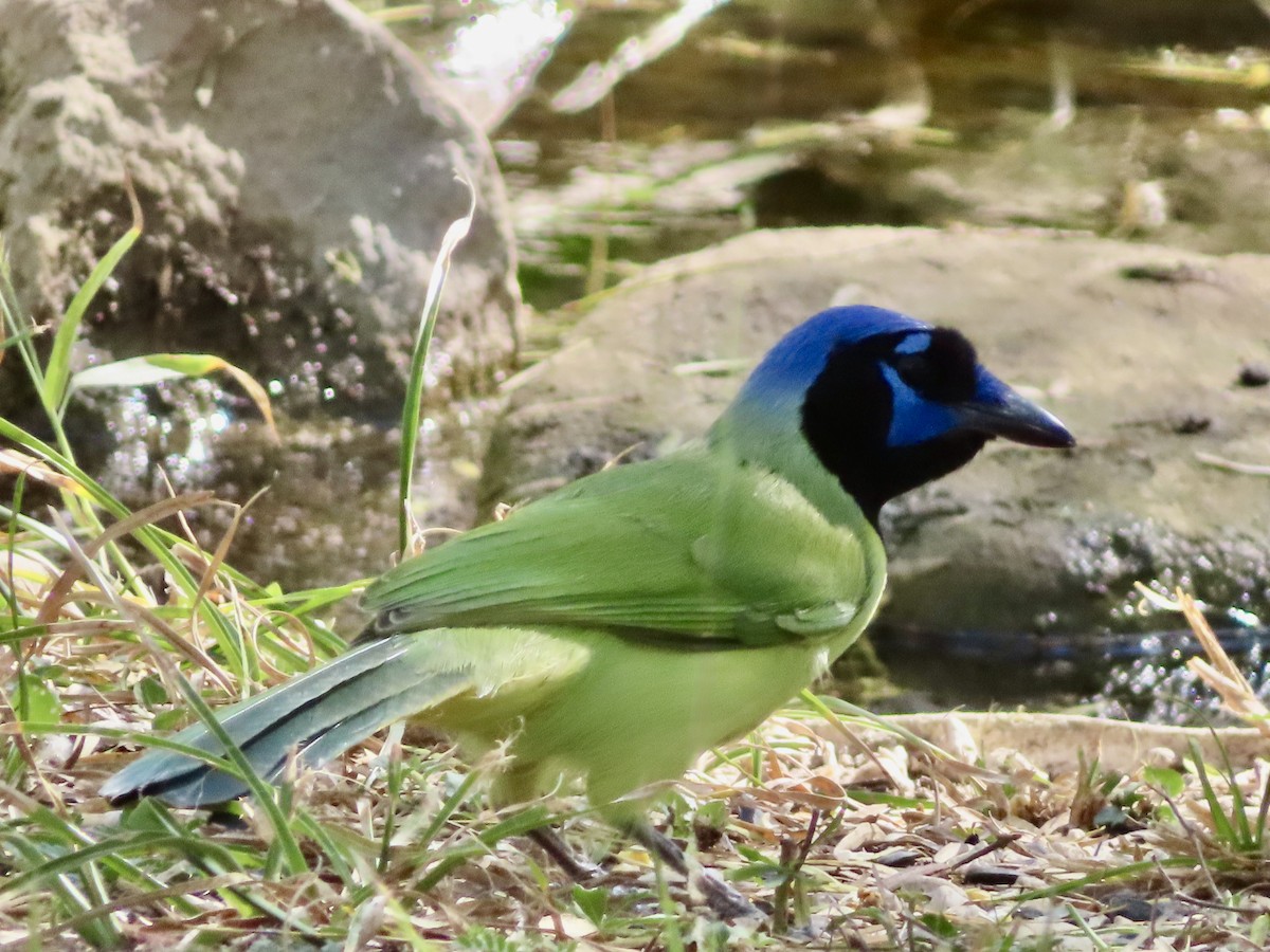 Geai vert - ML646311556