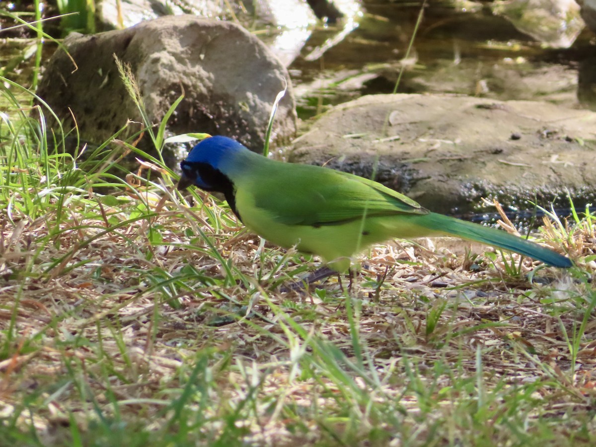 Geai vert - ML646311557