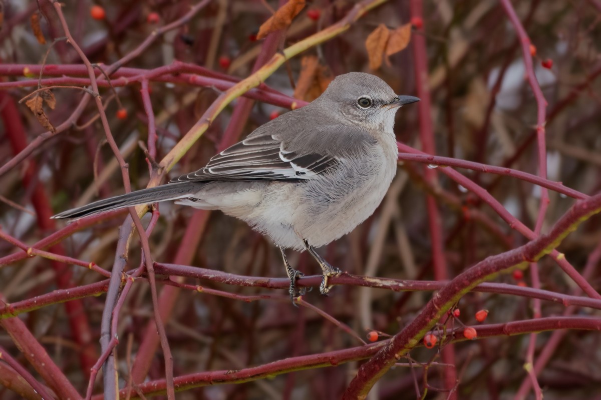 Northern Mockingbird - ML646311558