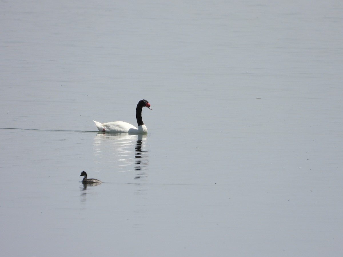 labuť černokrká - ML646311560