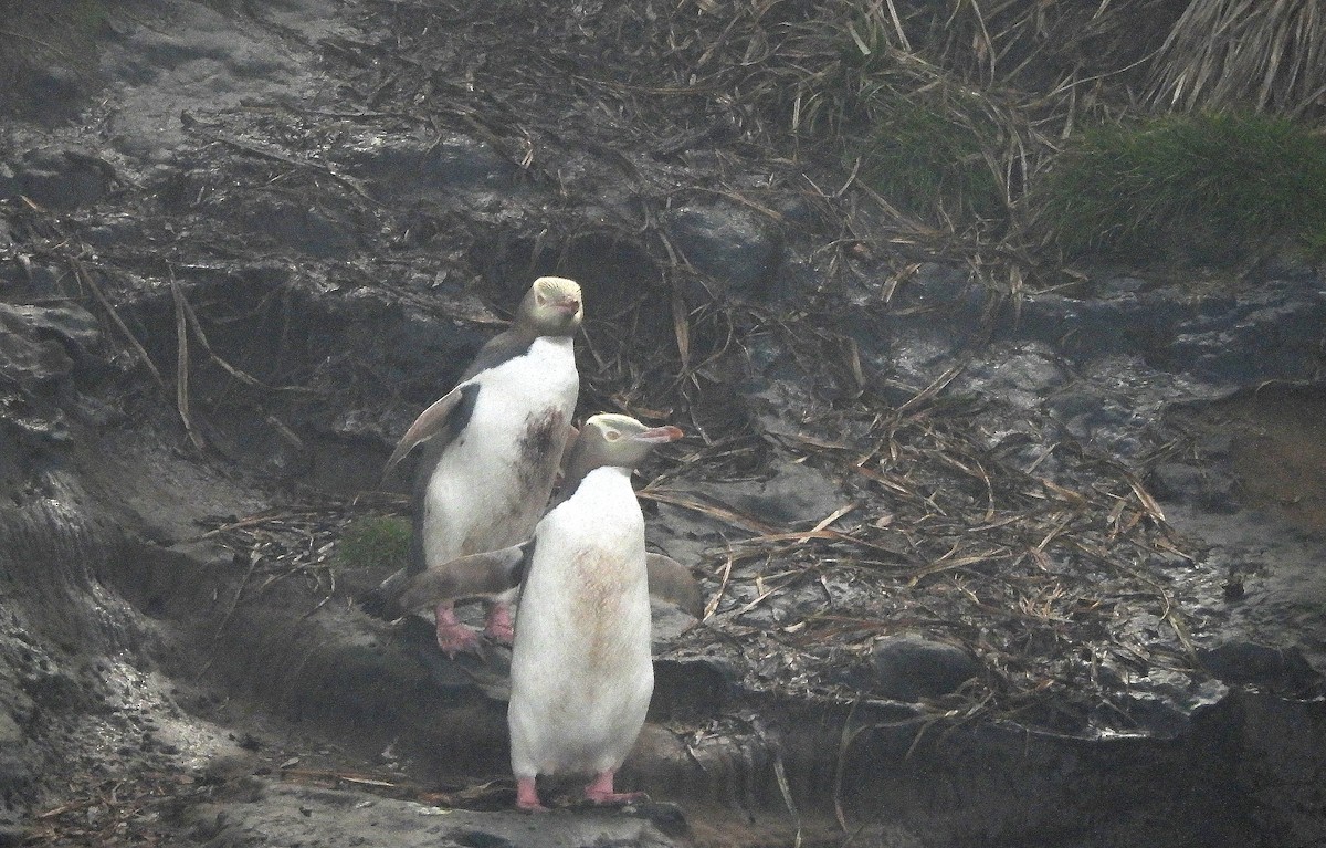 Yellow-eyed Penguin - ML646311561