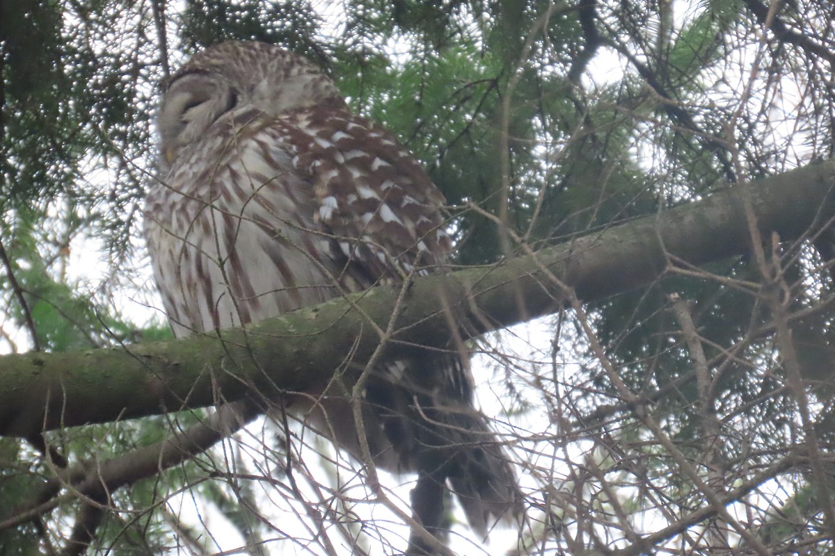 Barred Owl - ML646311562