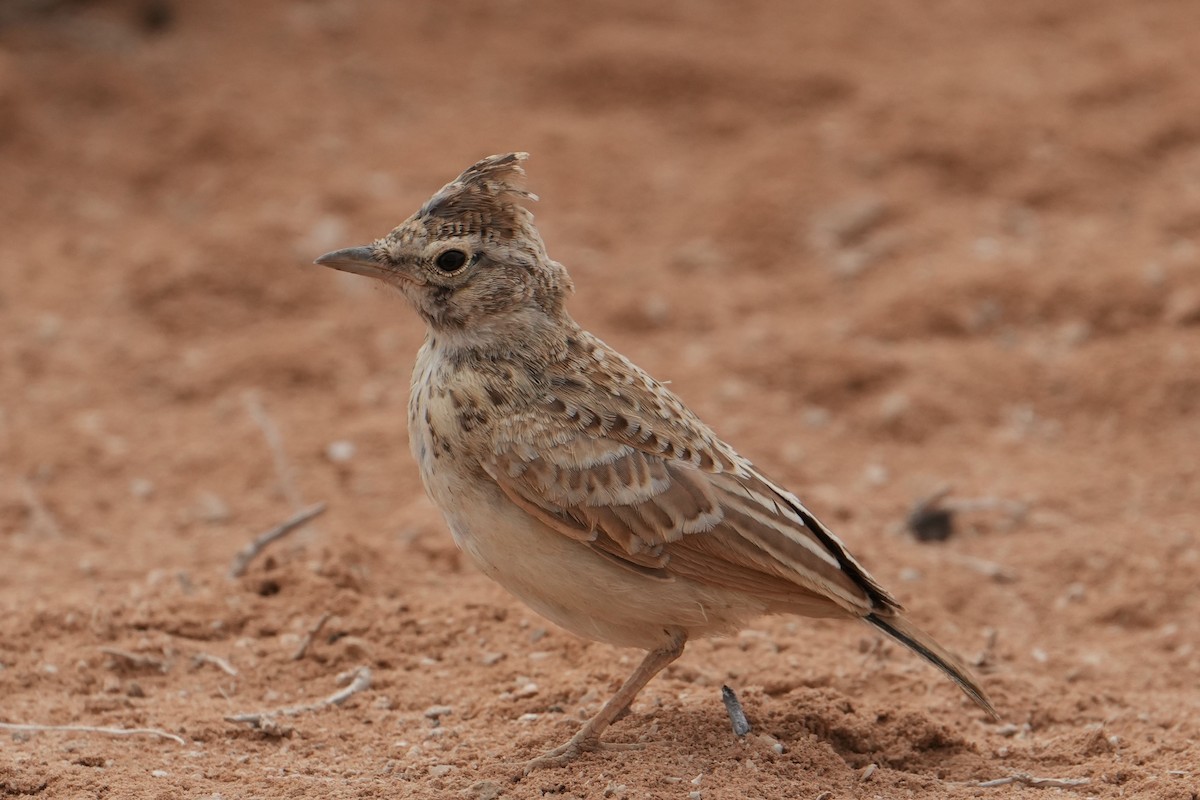Crested Lark - ML646311564
