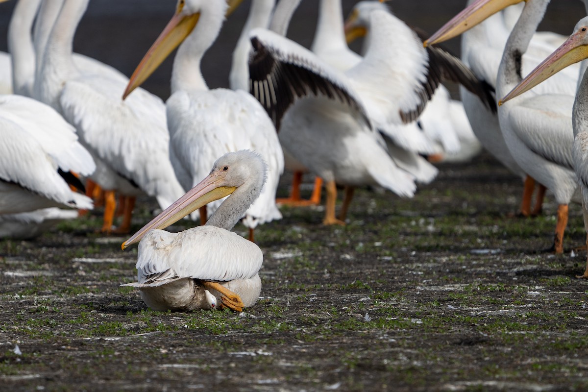 American White Pelican - ML646311566