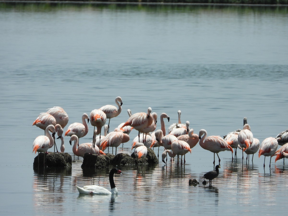 labuť černokrká - ML646311573