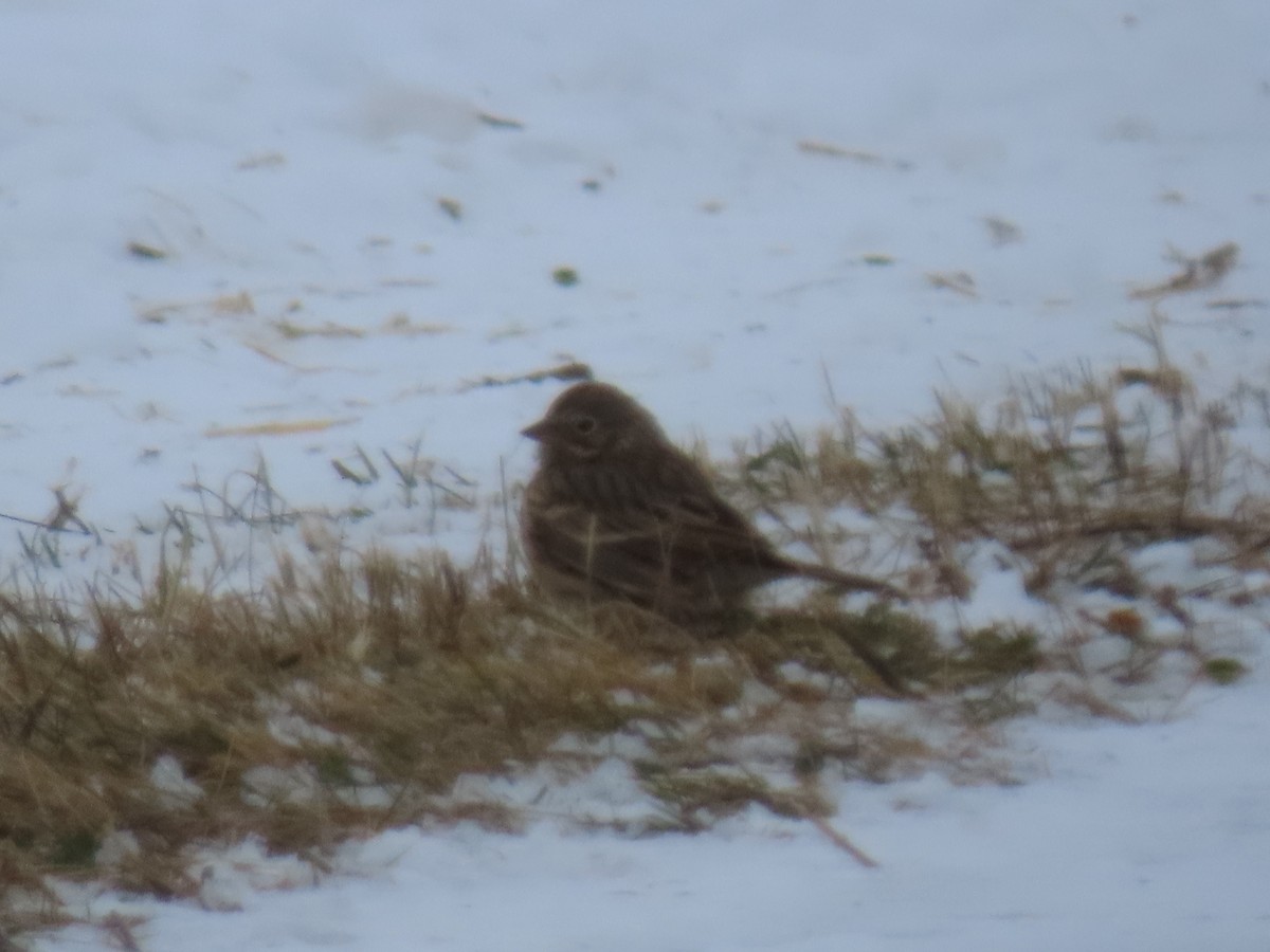 Vesper Sparrow - ML646311582