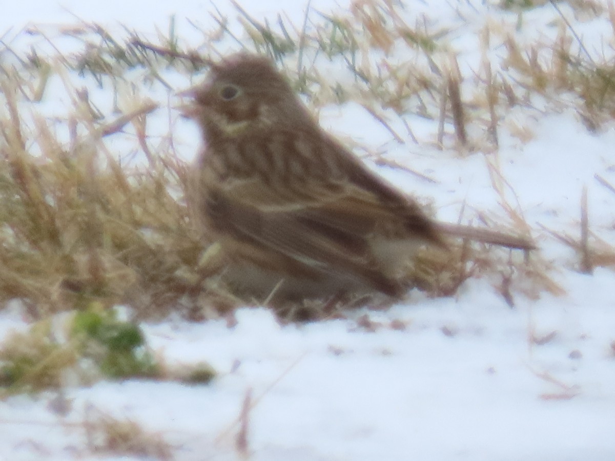Vesper Sparrow - ML646311583
