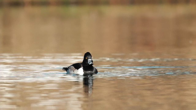 צולל צווארון - ML646311584