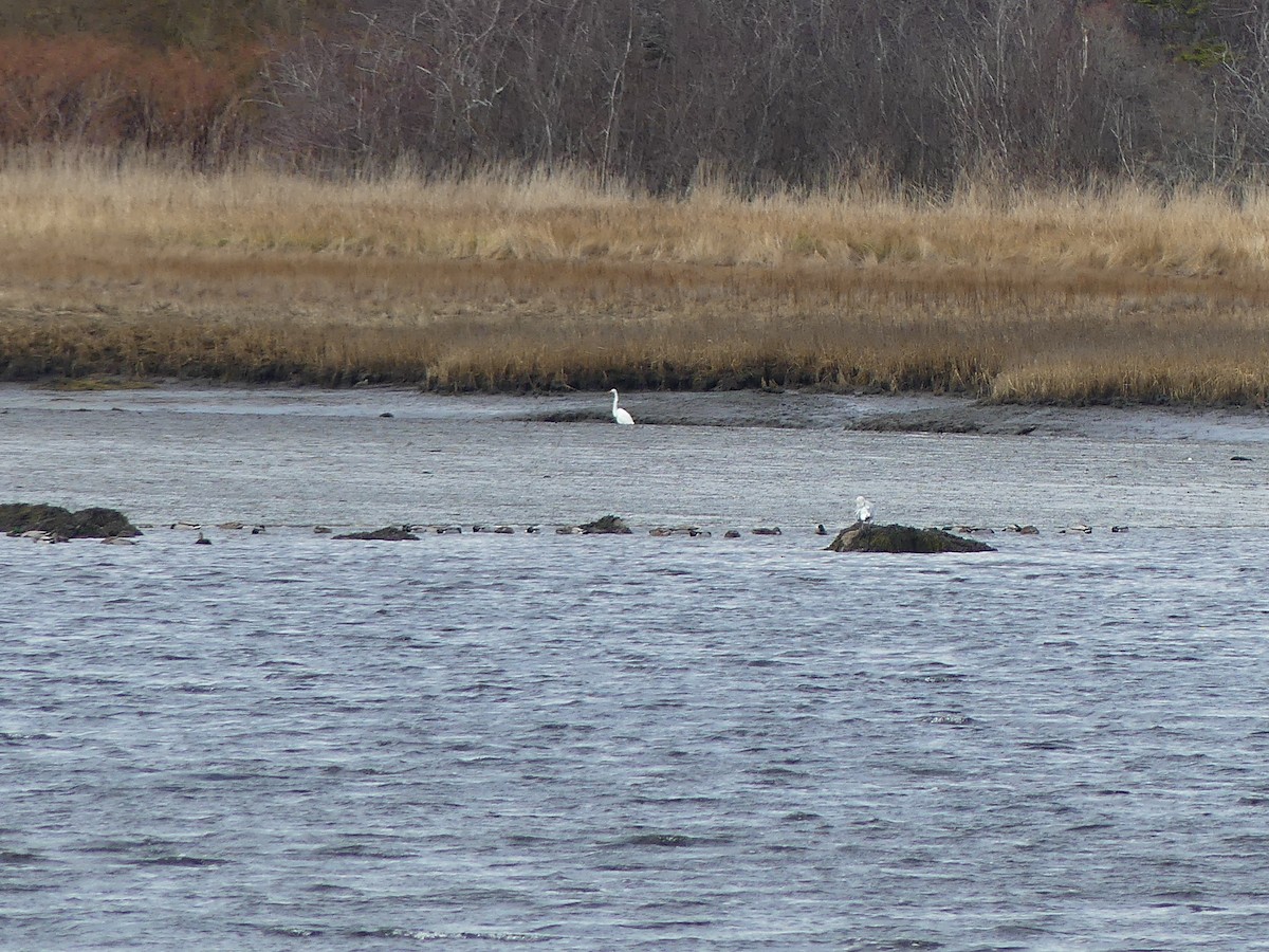 Цасч дэглий - ML646311597