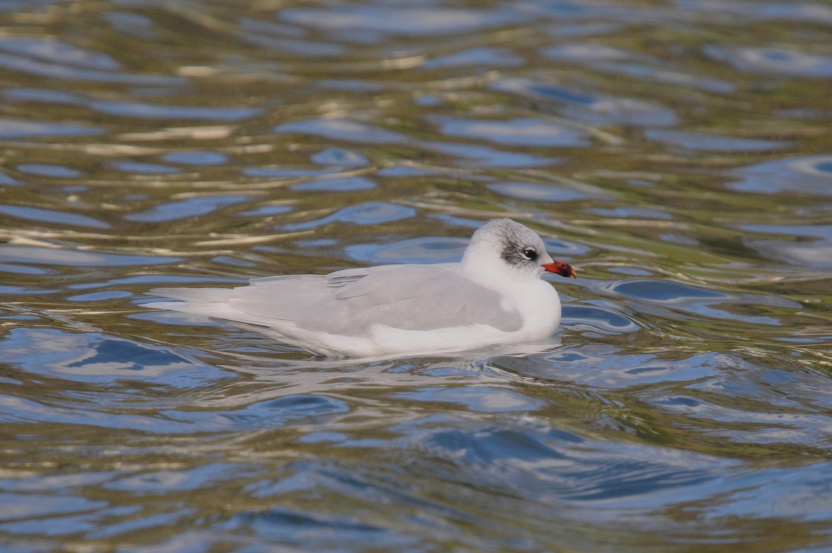 Mediterranean Gull - ML646311598