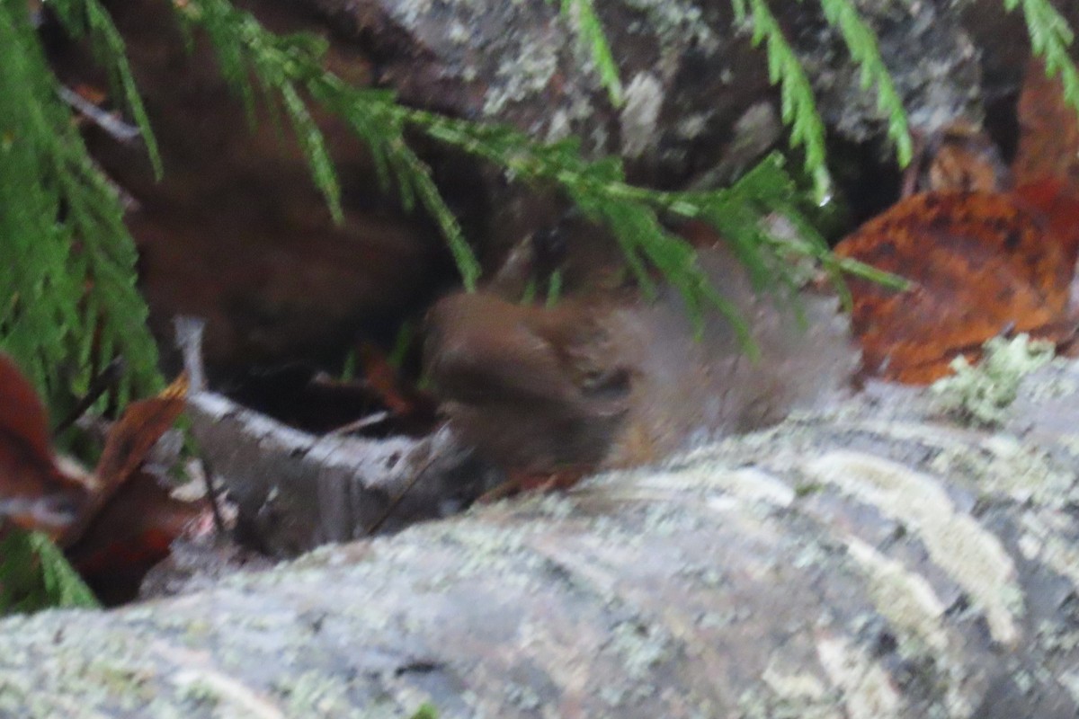 Pacific Wren - ML646311601