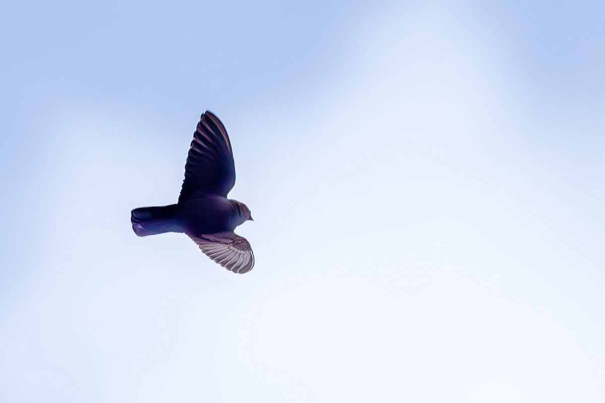 Square-tailed Sawwing - ML646311602