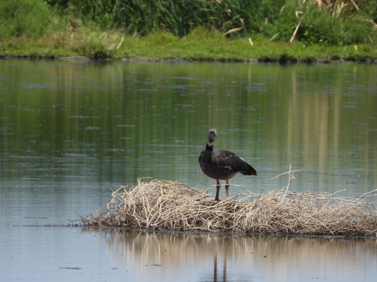 čája obojková - ML646311613