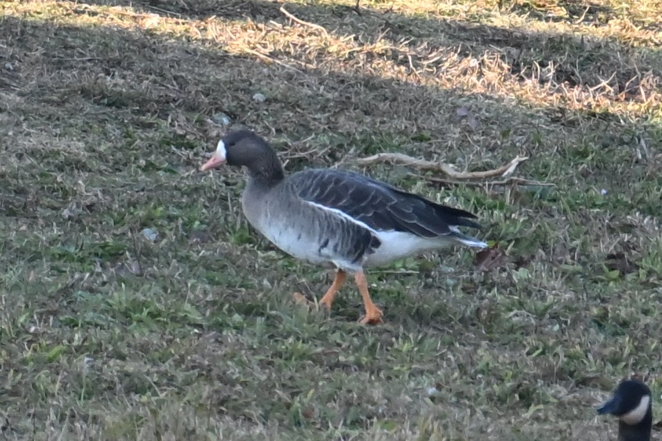 Greater White-fronted Goose - ML646311614