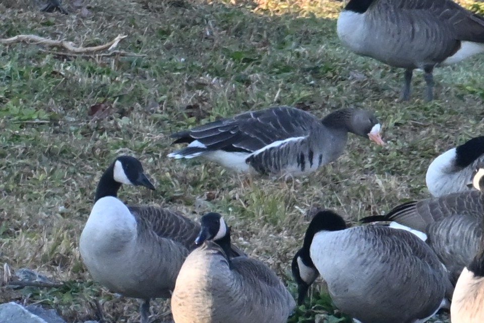 Greater White-fronted Goose - ML646311615