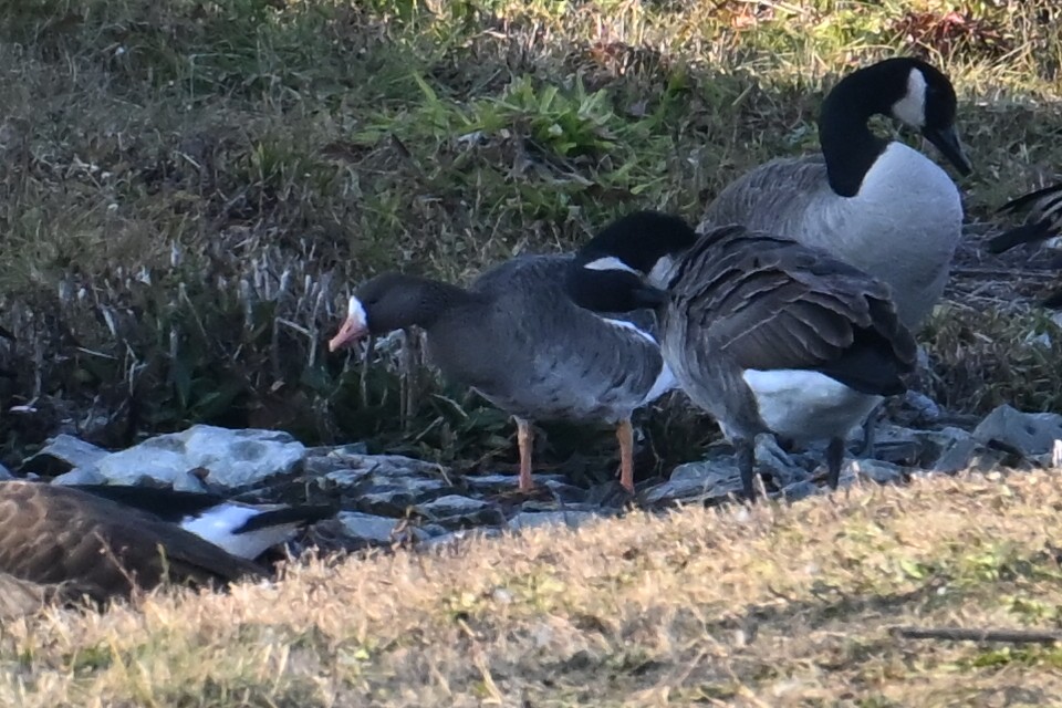 Greater White-fronted Goose - ML646311616