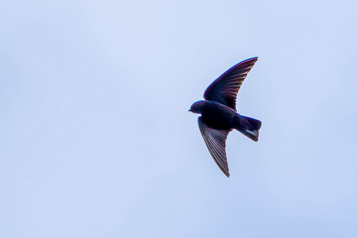 Square-tailed Sawwing - ML646311632