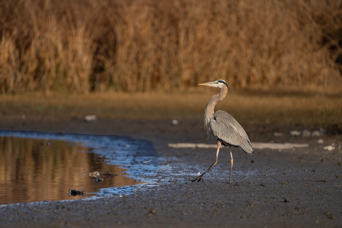 Great Blue Heron - ML646311635