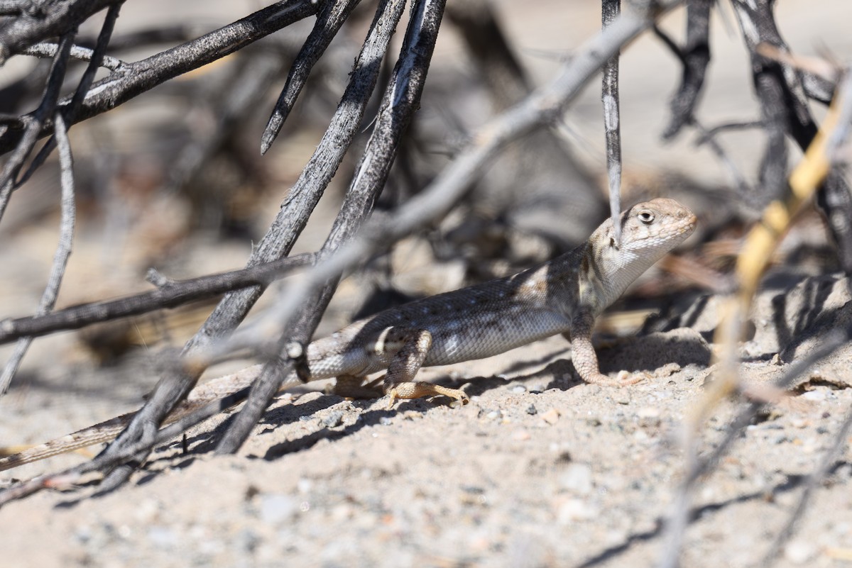 Ornate Smooth-throated Lizard - ML646311636