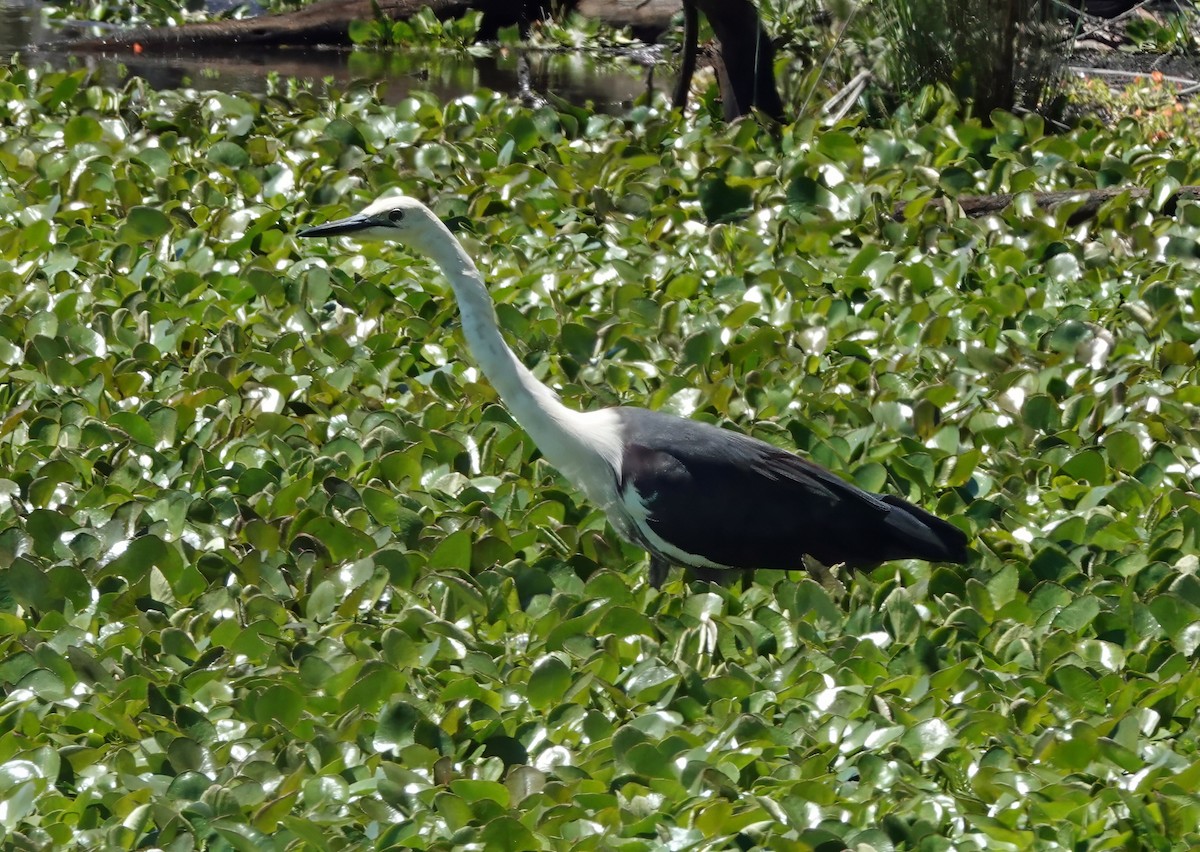 Pacific Heron - ML646311638
