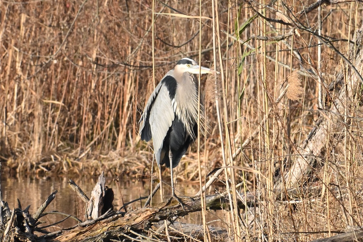 Great Blue Heron - ML646311639