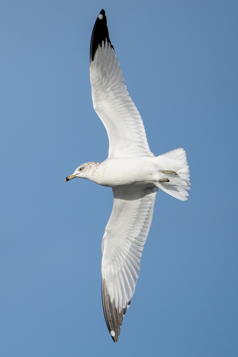 Ring-billed Gull - ML646311647