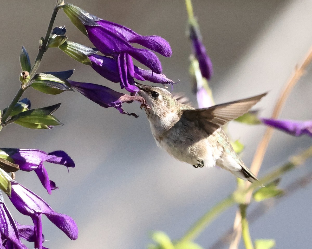 Black-chinned Hummingbird - ML646311651