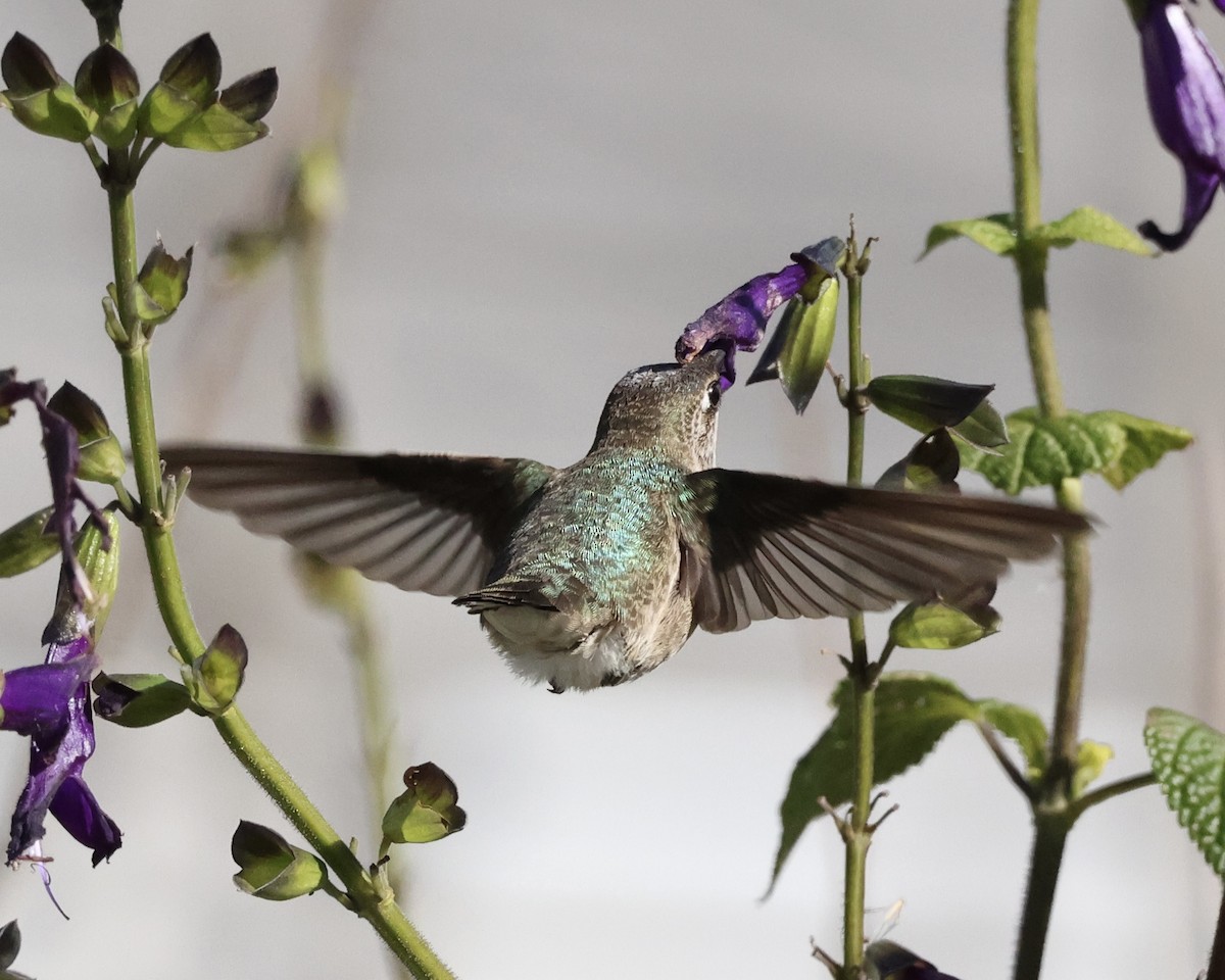 Black-chinned Hummingbird - ML646311652