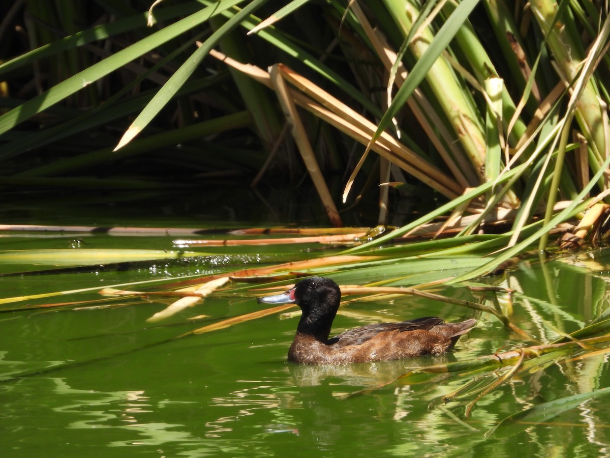 kachnice černohlavá - ML646311653