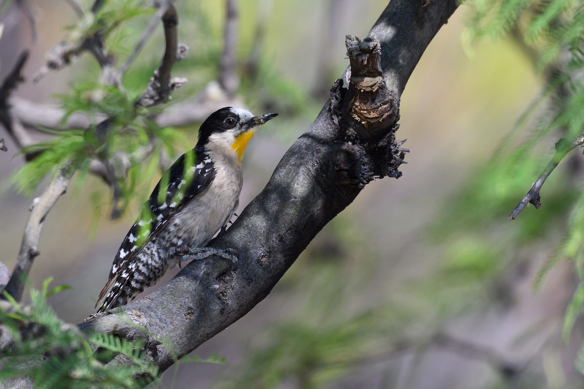 White-fronted Woodpecker - ML646311655