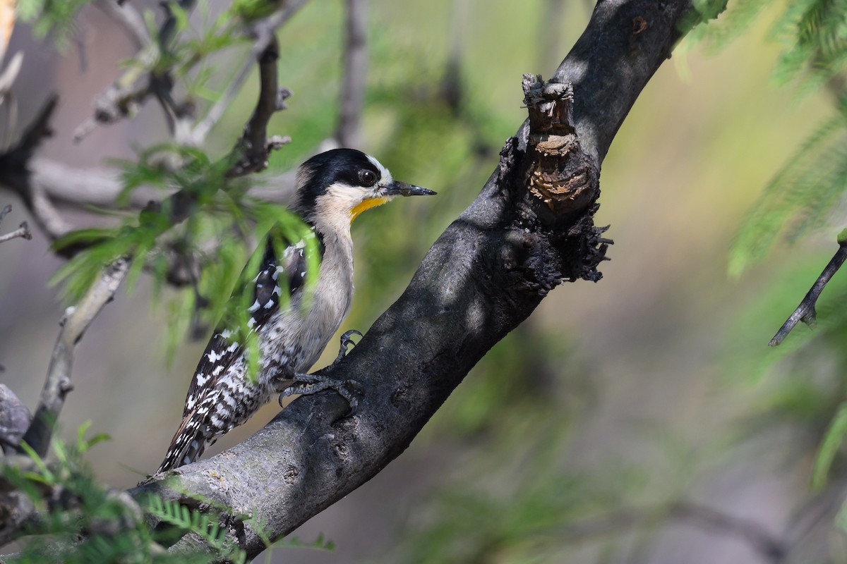 White-fronted Woodpecker - ML646311656