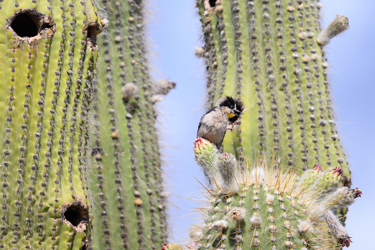 White-fronted Woodpecker - ML646311657