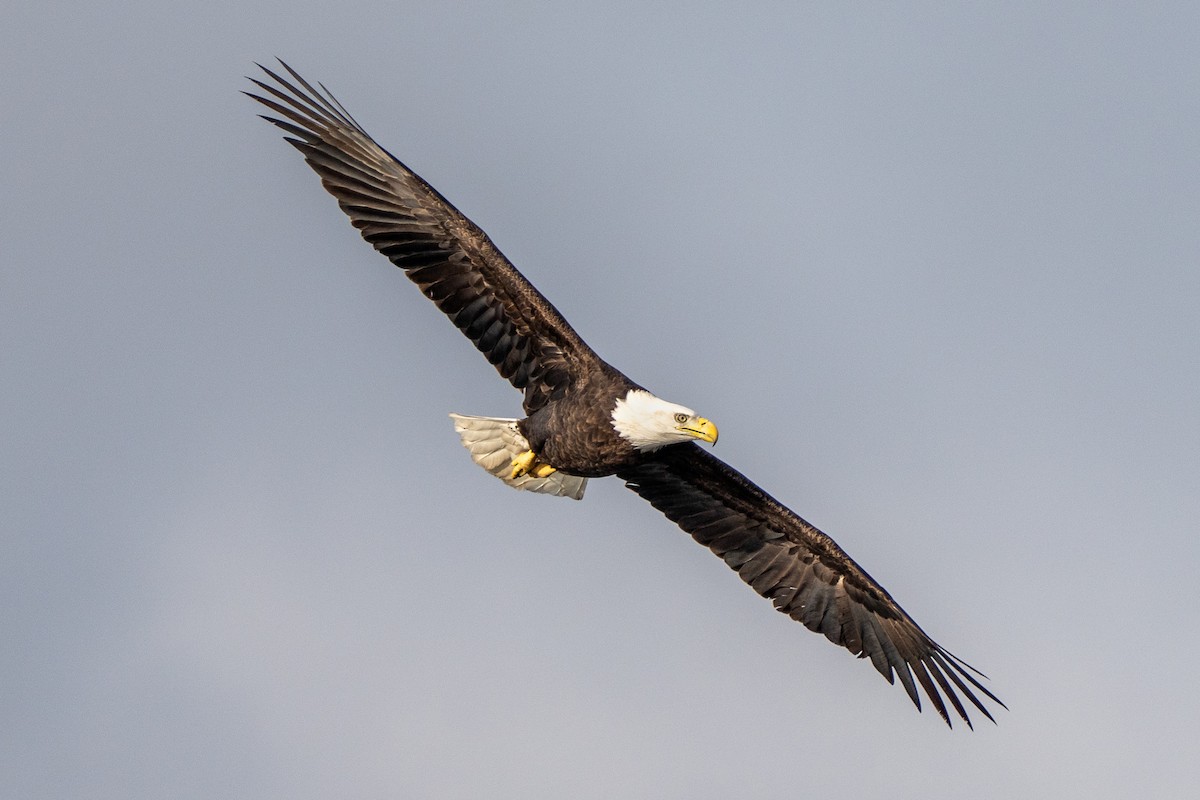 Bald Eagle - ML646311660