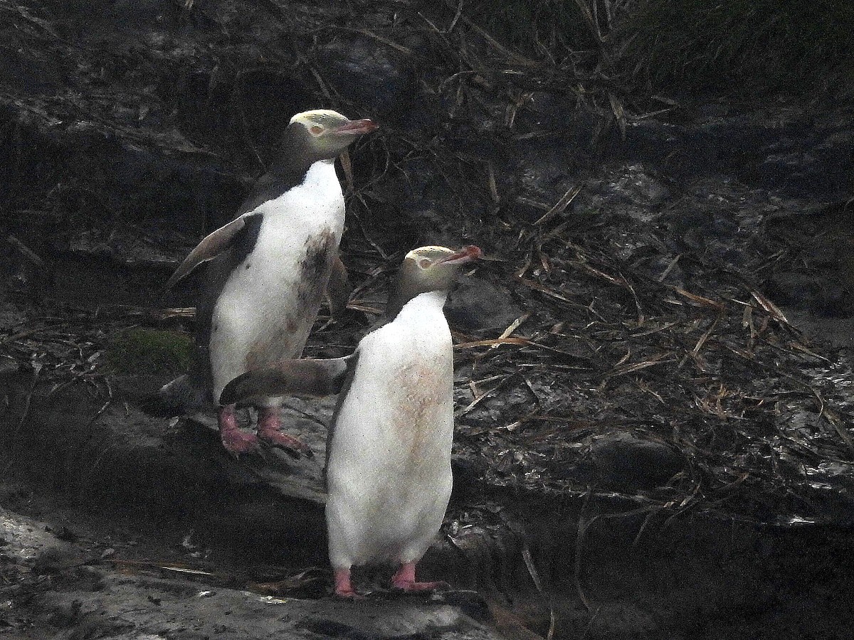 Yellow-eyed Penguin - ML646311661