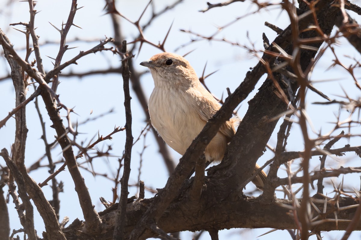 Sandy Gallito - ML646311663