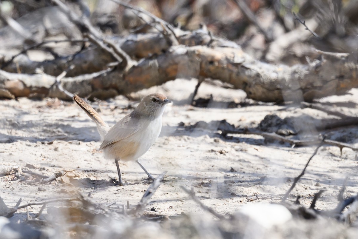 Sandy Gallito - ML646311664